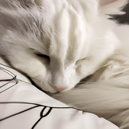 reasons why cats sleep on their owners pillows