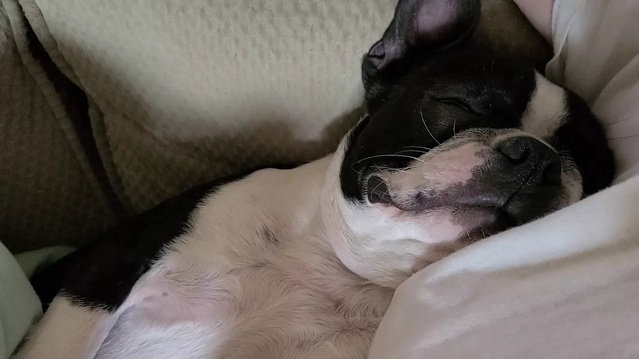 The Roaring Sleep: Snoring like a Freight Train